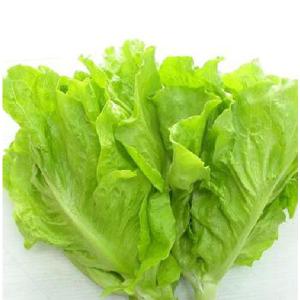 Hạt giống dún vàng chịu nhiệt